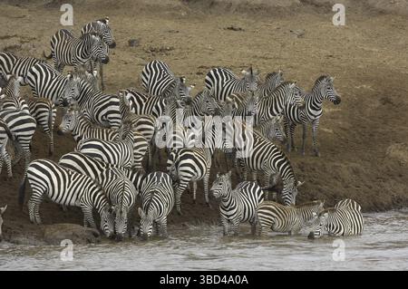 Gemeine Zebra (Equus quagga), Herde, am Rande des Flusses bei der Migration, Mara River, Masai Mara, Kenia, Afrika Stockfoto