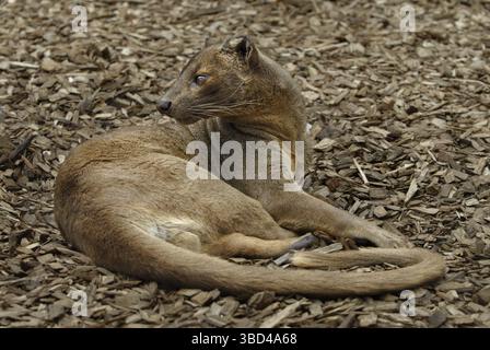 Fossa (Cryptoprocta ferox), Erwachsener in Ruhestellung Stockfoto
