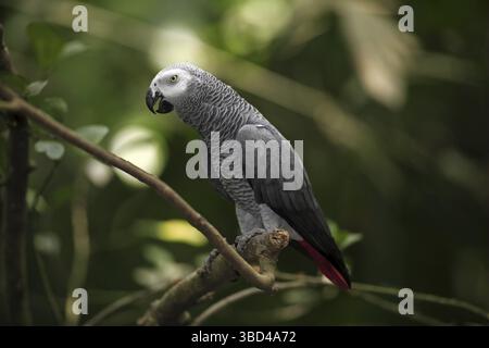Afrikanischer Graupapagei (Psittacus erithacus), erwachsen, auf einem Ast stehend Stockfoto