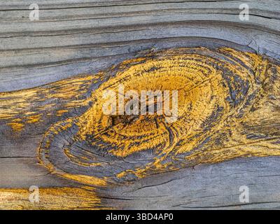 Nahaufnahme von orangefarbenen Knoten in verwittertem grauem Holz Stockfoto