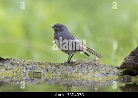 Schwarzer Rotstartjunge (Phoenicurus ochruros), hoch auf Felsen am Ufer des Wassers, Macin, Rumänien Stockfoto