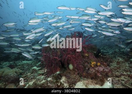 Fusiliers über Korallenriff, Pterocaesio tesselata, Raja Ampat, West Papua, Indonesien Stockfoto