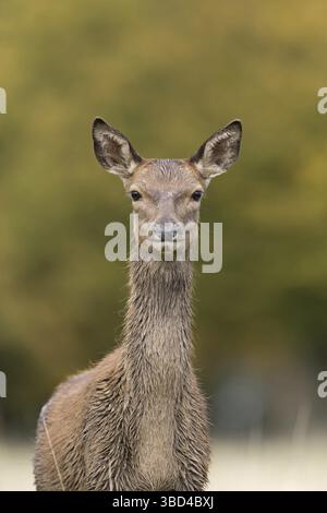 Rothirsch (Cervus elaphus) Kalb, Nahaufnahme von Kopf und Brust, Richmond Park, London, England, Vereinigtes Königreich Stockfoto