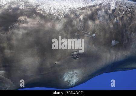 Pottwalauge, Physeter macrocephalus, Karibik, Dominica Stockfoto
