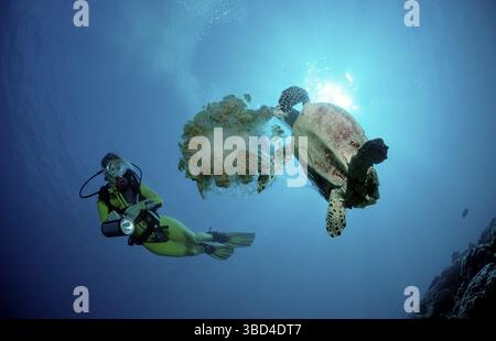 Seaturtle isst Quallen Eretmochelys imbricata Stockfoto