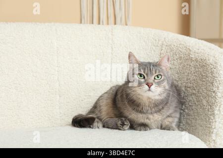 Niedliche kurzhaarige graue Katze, die zu Hause auf weißem Sofa liegt Stockfoto