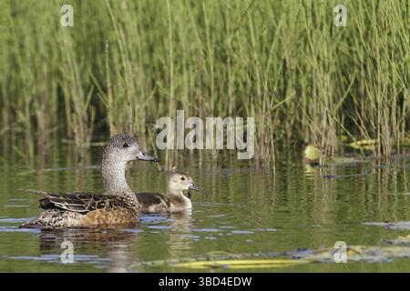 American Wigeon (Anas americana), erwachsenes Weibchen mit Entlein, Schwimmen, Kanuti National Wildlife Refuge, Central Alaska, USA Stockfoto