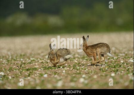 Europäische Hasen (Lepus europaeus), Bock jagt eine Hirschkuh, Norfolk, England, Vereinigtes Königreich, Europa Stockfoto