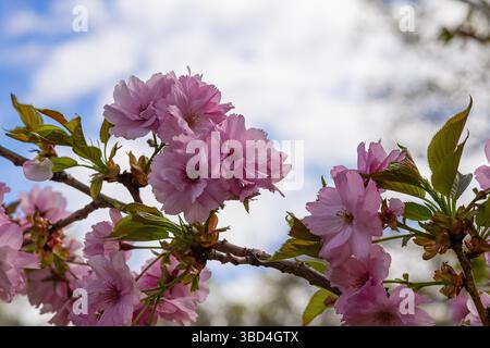 Nahaufnahme leuchtender rosafarbener, doppelblühender Kirschblüten (Prunus serrulata) in voller Blüte vor einem hellen Frühlingshimmel, der die botanische Schönheit zeigt Stockfoto