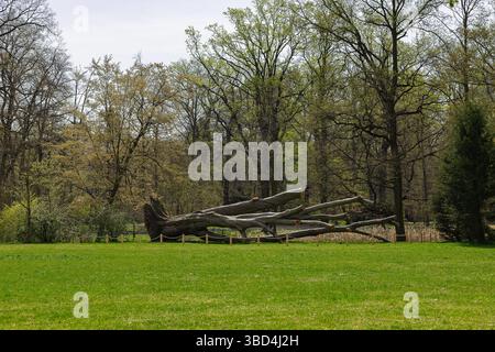 Gefällter Riesenbaum mit getrimmten Ästen, der auf einer grasbewachsenen Wiese im Frühlingswaldpark liegt, umgeben von üppiger grüner Vegetation und zum Schutz abseilt Stockfoto