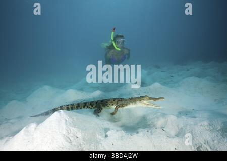 Snorkeller begegnet Salzwasserkrokodil, Crocodylus porosus, Mikronesien, Palau Stockfoto