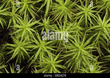 Maiden Hair Moss (Polytrichum commune), in Woodland, Dorset, England, Vereinigtes Königreich, Europa Stockfoto