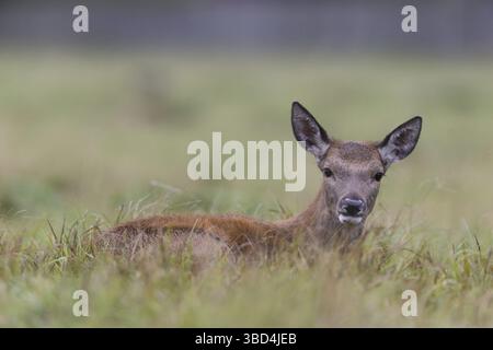 Red Deer (Cervus elaphus) Kalb, ruht auf Gras, Bushy Park, Richmond upon Thames, London, England, Vereinigtes Königreich Stockfoto