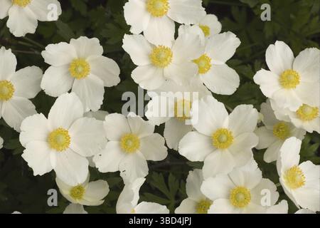 Schneeglöckchen Windblume (Anemone sylvestris), Blumen, Schweden, Europa Stockfoto
