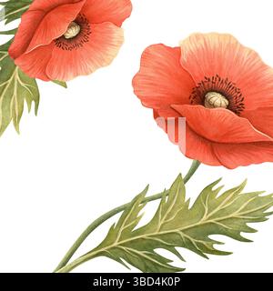 Hellrote Mohnblumen mit grünem Laubblumenrahmen. Elegante, handgezeichnete quadratische Bannerschablone für Botanik. Perfekt für saisonale Dekoration Stockfoto