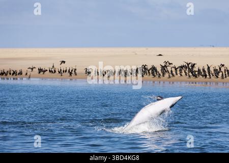 Greater Tuemmler, Tursiops truncatus, Walvis Bay, Namibia Stockfoto