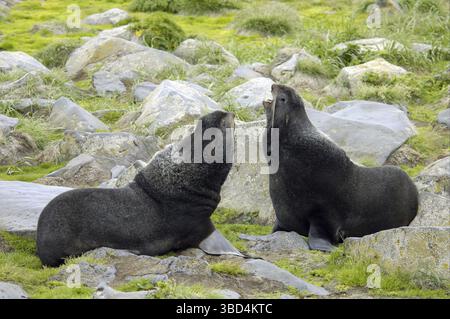 Nordpelzrobbe (Callorhinus ursinus), zwei Männchen kämpfen, Saint Paul Island, Pribilof Islands, Alaska, USA Stockfoto