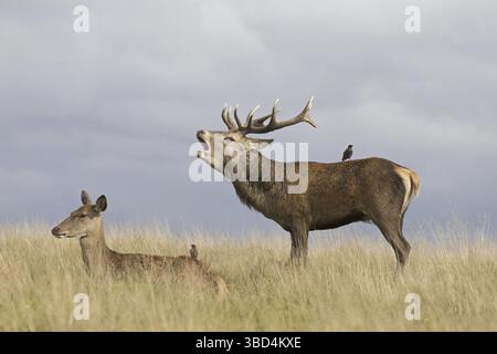 Rotwild (Cervus elaphus) Hirsch, brüllend, mit Hintern, ruhend auf Grünland, mit gewöhnlichem Starling (Sturnus vulgaris), zwei Erwachsene, nicht zuchtendes Gefieder, pe Stockfoto