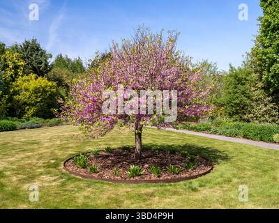 Judas Baum Cercis Siliquastrum blüht in einem Garten Stockfoto