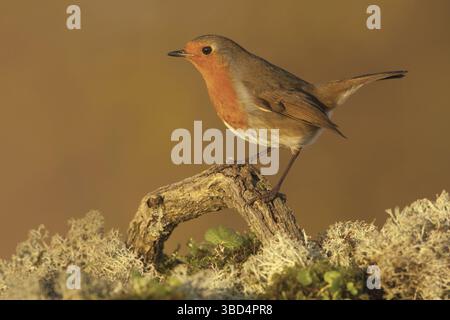 Europäischer Robin (Erithacus rubecula), Erwachsener, hoch oben auf einem gefallenen Ast in einer Gartenfelsenanlage, Norfolk, England, Vereinigtes Königreich Stockfoto