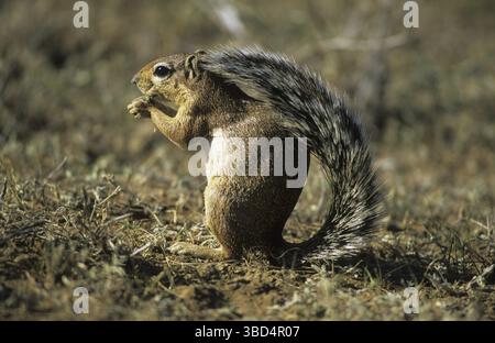 Ungestreiftes Ground Eichhörnchen (Xerus rutilus), auf dem Boden, Fütterung, Samburu Game Reserve, Kenia, Afrika Stockfoto
