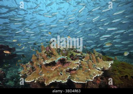 Fusiliers über Korallenriff, Pterocaesio tesselata, Raja Ampat, West Papua, Indonesien Stockfoto