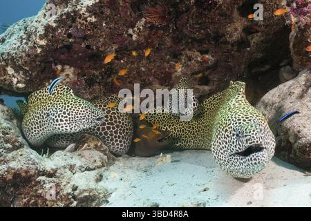 Große retikulierte Muränen, Gymnothorax favagineus, North Male Atoll, Malediven Stockfoto