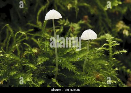 Yellowleg Bonnet (Mycena epipterygia), zwei Fruchtkörper, die zwischen Moos wachsen, Sevenoaks Wildlife Reserve, Kent, England, Vereinigtes Königreich, Europa Stockfoto