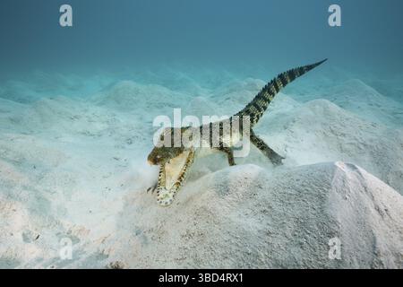 Salzwasserkrokodil, Crocodylus porosus, Mikronesien, Palau Stockfoto