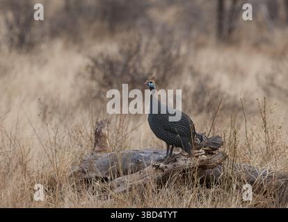 Guineafowl mit Helm (Numida meleagris), Samburu, Kenia, Afrika Stockfoto