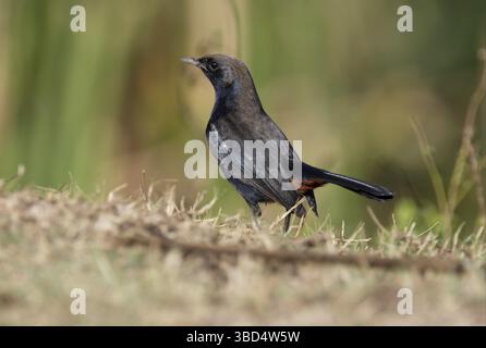 Indischer Robin (Saxicoloides fulicata), erwachsener Rüde, am Boden, Gujarat, Indien, Asien Stockfoto