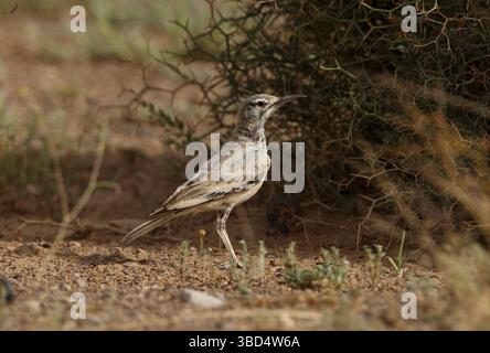 Wiedehopf-Lerche (Alaemon alaudipes alaudipes), Erwachsene, stehend auf dem Boden, Marokko, Afrika Stockfoto