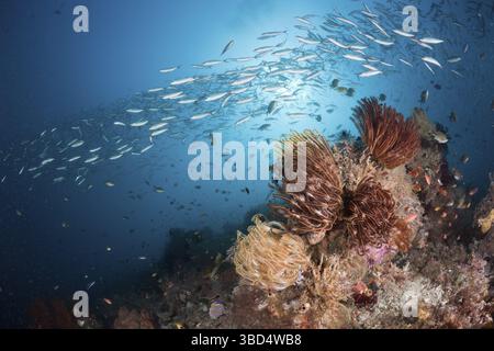 Gelbe Füsiliere über Korallenriffen, Pterocaesio tesselata, Raja Ampat, West Papua, Indonesien Stockfoto