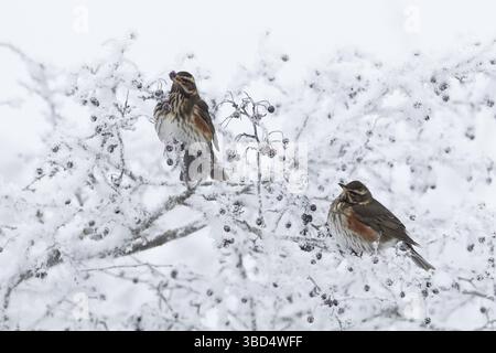 Rotflügel (Turdus iliacus), zwei Erwachsene, die sich an Weißdornbeeren in einer rauhfrostbedeckten Hecke ernähren, Shropshire, England, Vereinigtes Königreich, Europa Stockfoto