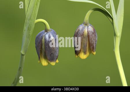 Michailovski Fritillary (Fritillaria michailovskyi), Nahaufnahme der Blumen, im Garten Stockfoto