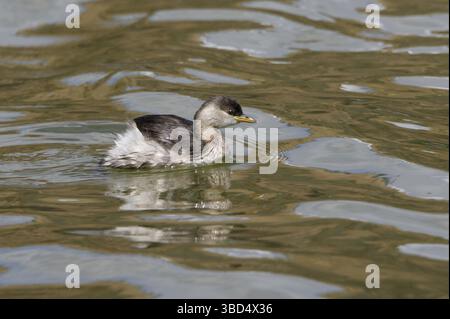 Little Grebe (Tachybaptus ruficollis), Erwachsene, nicht-brütendes Gefieder, Schwimmen, Basaka-See, Great Rift Valley, Äthiopien, Afrika Stockfoto