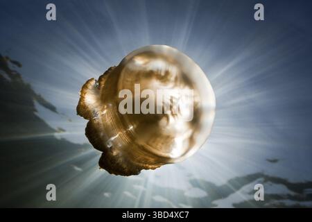 Mastigias Quallen im Hintergrund, Mastigias papua etpisonii, Quallensee, Mikronesien, Palau Stockfoto