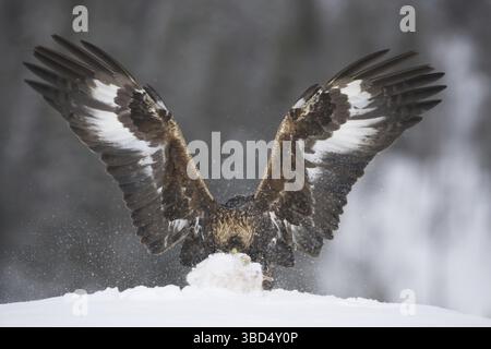 Goldenadler (Aquila chrysaetos), Jugendliche, mit ausgebreiteten Flügeln, Fütterung auf Berghasen (Lepus timidus) Töten im Schnee, Norwegen, Europa Stockfoto