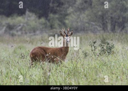 WESTERN Roe Deer (Capreolus capreolus), Bock, stehend auf einer Wiese bei Regenfällen, Speyside, Highlands, Schottland, Vereinigtes Königreich, Europa Stockfoto