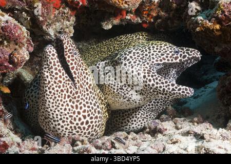 Vier große retikulierte Muränen, Gymnothorax Favagineus, North Male Atoll, Malediven Stockfoto