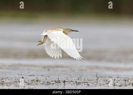 Räucherreiher (Ardeola ralloides), Erwachsene, Zuchtgefieder, Fliegen, Donaudelta, Rumänien Stockfoto