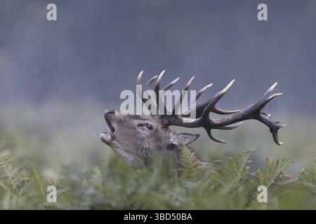Rothirsch (Cervus elaphus) Hirsch, stehend zwischen Bracken, brüllend während der Furcht, Bushy Park, Richmond upon Thames, London, England, Vereinigtes Königreich Stockfoto