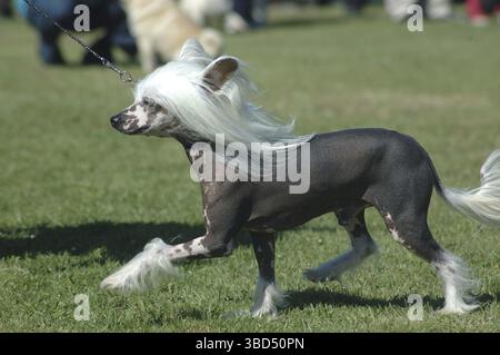 Chinesischer Haubenhund in Show Stockfoto