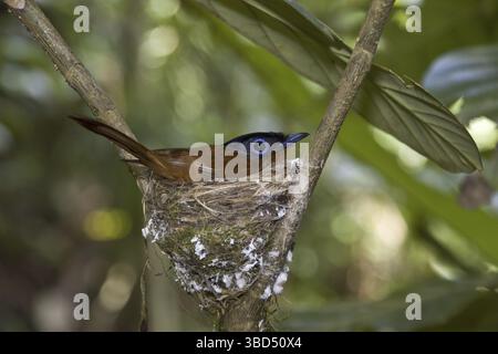 Madagaskar Paradies-Fliegenfänger (Terpsiphone mutata) in Nest, Nosy Mangabe, Madagaskar, Afrika Stockfoto