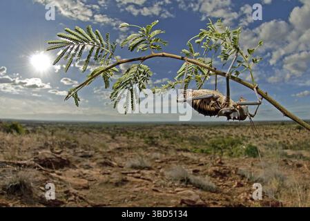 Armoured Ground Cricket (Allonemobius socius), ausgewachsen, auf Akazienzweig im Habitat Buschveld, Mapungubwe National Park, Südafrika Stockfoto