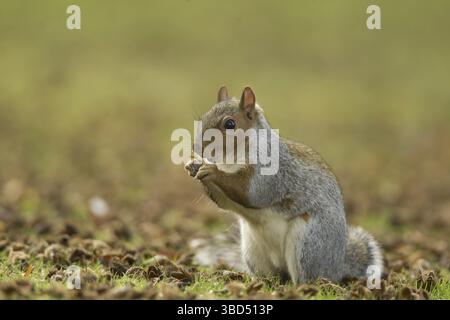 Grauhörnchen (Sciurus carolinensis), eingeführte Art, ausgewachsen, ernährt sich von Samen der gewöhnlichen Buche (Fagus sylvatica), sitzt auf dem Boden in der Stadt PA Stockfoto