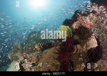 Schwärme von Füsilieren über Korallenriff, Pterocaesio pisang, Raja Ampat, West Papua, Indonesien Stockfoto