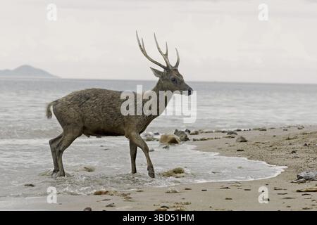Flores Rusa (Rusa timorensis floresiensis), erwachsener Mann, Spaziergang in der Flutlinie am Strand, Komodo Nationalpark, Komodo Insel, kleine Sunda Inseln, Indon Stockfoto