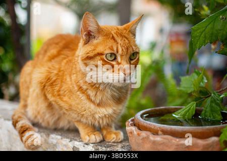 Rothaarige Katze, die in nachdenklichem Zustand neben einer Schüssel Wasser sitzt Stockfoto