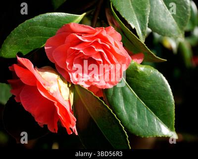 Nahaufnahme zweier roter japanischer Kamelienblüten (Camillia japonica), die im Frühjahr blühen, rote Kamelien Stockfoto
